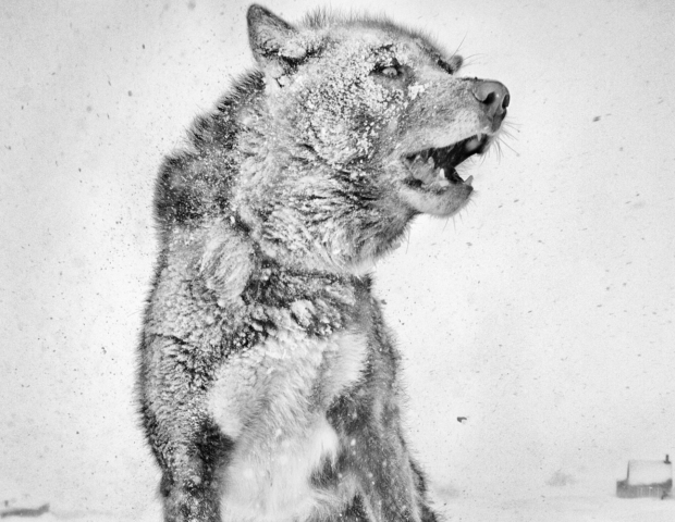 Ragnar Axelsson: Where the World Is Melting